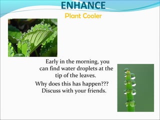 ENHANCE
Plant Cooler
Early in the morning, you
can find water droplets at the
tip of the leaves.
Why does this has happen???
Discuss with your friends.
 