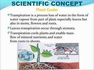 SCIENTIFIC CONCEPT
Plant Cooler
Transpiration is a process loss of water in the form of
water vapour from part of plant especially leaves but
also in stems, flowers and roots.
Leaves transpiration occur through stomata.
Transpiration cools plants and enable mass
flow of mineral nutrients and water
from roots to shoots.
 