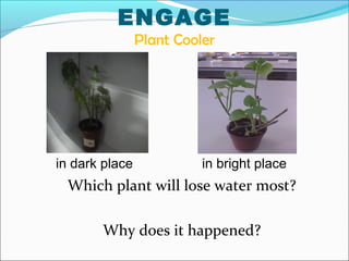 ENGAGE
Plant Cooler
in dark place in bright place
Which plant will lose water most?
Why does it happened?
 