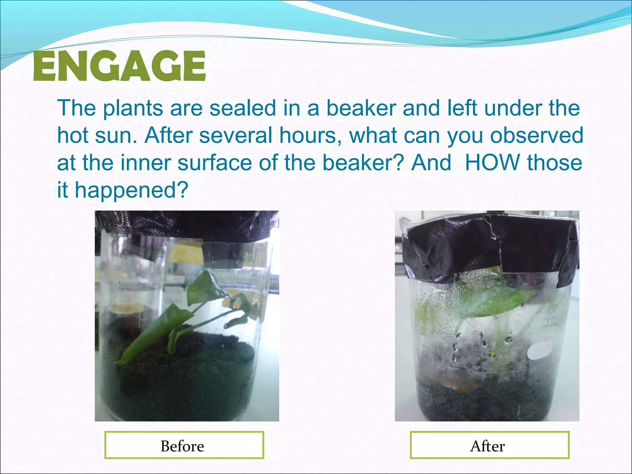 ENGAGE
The plants are sealed in a beaker and left under the
hot sun. After several hours, what can you observed
at the inner surface of the beaker? And HOW those
it happened?
AfterBefore
 