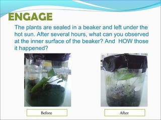 ENGAGE
The plants are sealed in a beaker and left under the
hot sun. After several hours, what can you observed
at the inner surface of the beaker? And HOW those
it happened?
AfterBefore
 