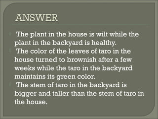  The plant in the house is wilt while the
plant in the backyard is healthy.
 The color of the leaves of taro in the
house turned to brownish after a few
weeks while the taro in the backyard
maintains its green color.
 The stem of taro in the backyard is
bigger and taller than the stem of taro in
the house.
 