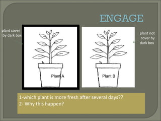 1-which plant is more fresh after several days??
2- Why this happen?
plant cover
by dark box
plant not
cover by
dark box
Plant A Plant BPlant A Plant B
 