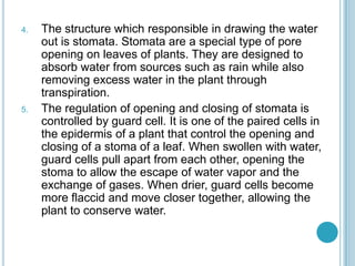 4.   The structure which responsible in drawing the water
     out is stomata. Stomata are a special type of pore
     opening on leaves of plants. They are designed to
     absorb water from sources such as rain while also
     removing excess water in the plant through
     transpiration.
5.   The regulation of opening and closing of stomata is
     controlled by guard cell. It is one of the paired cells in
     the epidermis of a plant that control the opening and
     closing of a stoma of a leaf. When swollen with water,
     guard cells pull apart from each other, opening the
     stoma to allow the escape of water vapor and the
     exchange of gases. When drier, guard cells become
     more flaccid and move closer together, allowing the
     plant to conserve water.
 