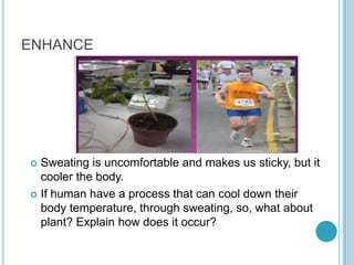 ENHANCE




 Sweating is uncomfortable and makes us sticky, but it
  cooler the body.
 If human have a process that can cool down their
  body temperature, through sweating, so, what about
  plant? Explain how does it occur?
 