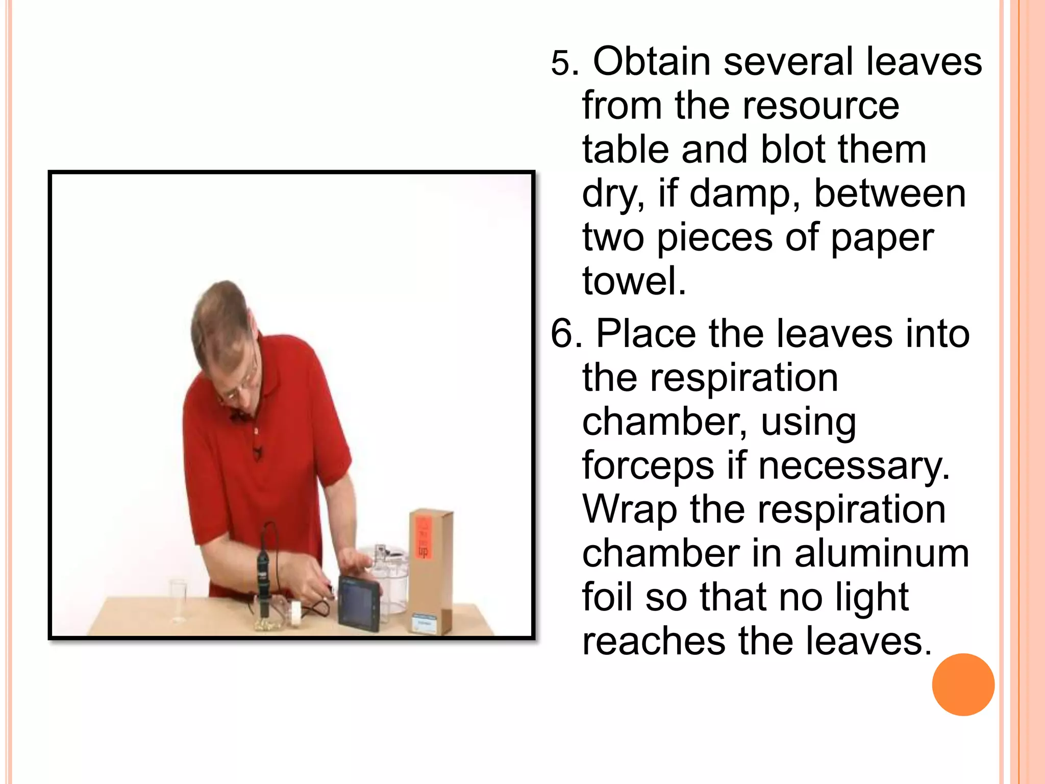 5. Obtain several leaves
  from the resource
  table and blot them
  dry, if damp, between
  two pieces of paper
  towel.
6. Place the leaves into
  the respiration
  chamber, using
  forceps if necessary.
  Wrap the respiration
  chamber in aluminum
  foil so that no light
  reaches the leaves.
 