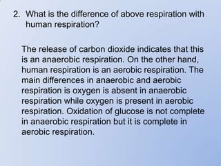 2. What is the difference of above respiration with
   human respiration?

  The release of carbon dioxide indicates that this
  is an anaerobic respiration. On the other hand,
  human respiration is an aerobic respiration. The
  main differences in anaerobic and aerobic
  respiration is oxygen is absent in anaerobic
  respiration while oxygen is present in aerobic
  respiration. Oxidation of glucose is not complete
  in anaerobic respiration but it is complete in
  aerobic respiration.
 