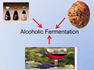 Alcoholic Fermentation
 