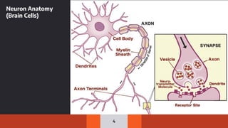 4
Neuron Anatomy
(Brain Cells)
 