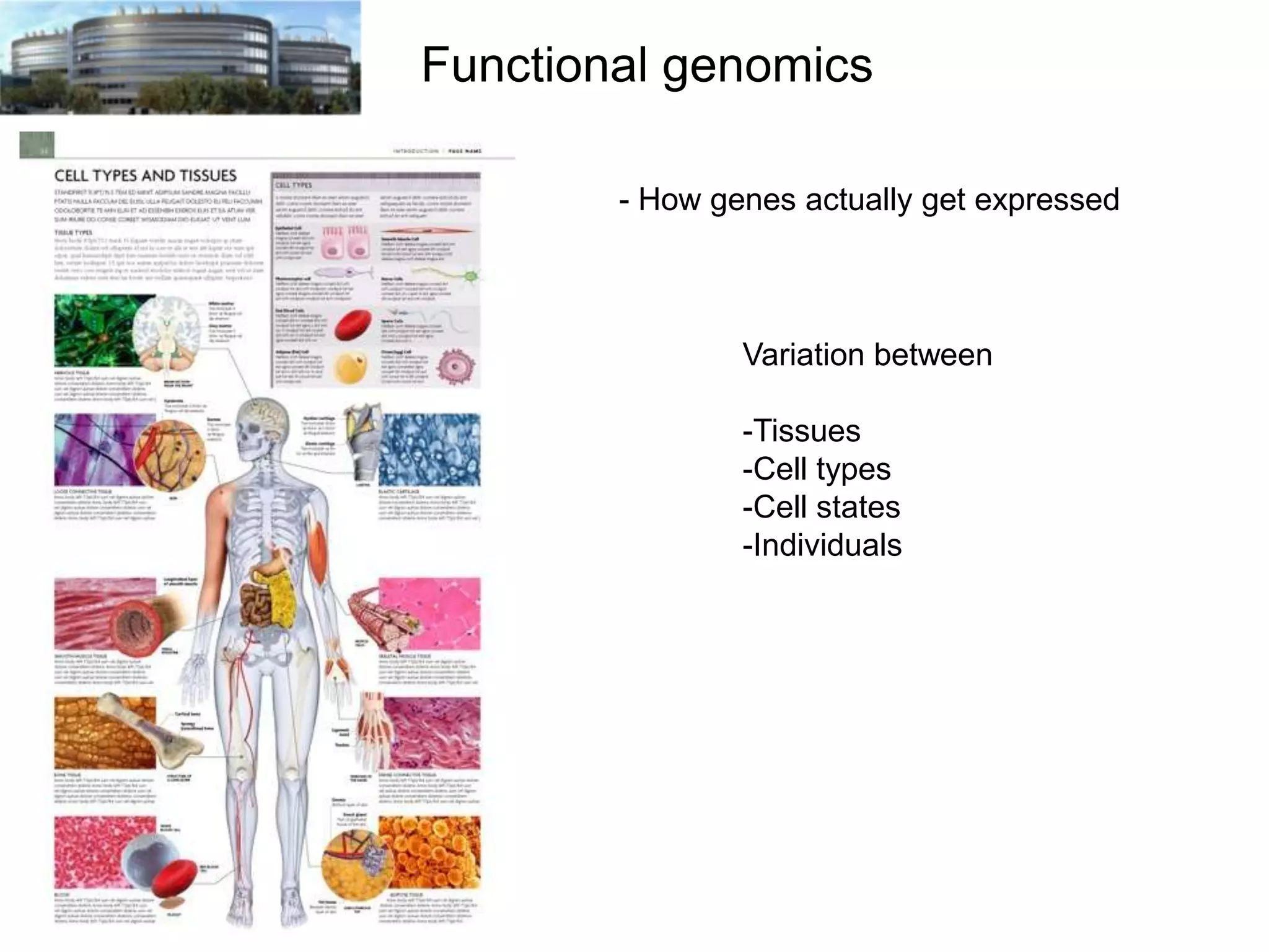 Functional genomics
- How genes actually get expressed

Variation between
-Tissues
-Cell types
-Cell states
-Individuals

 
