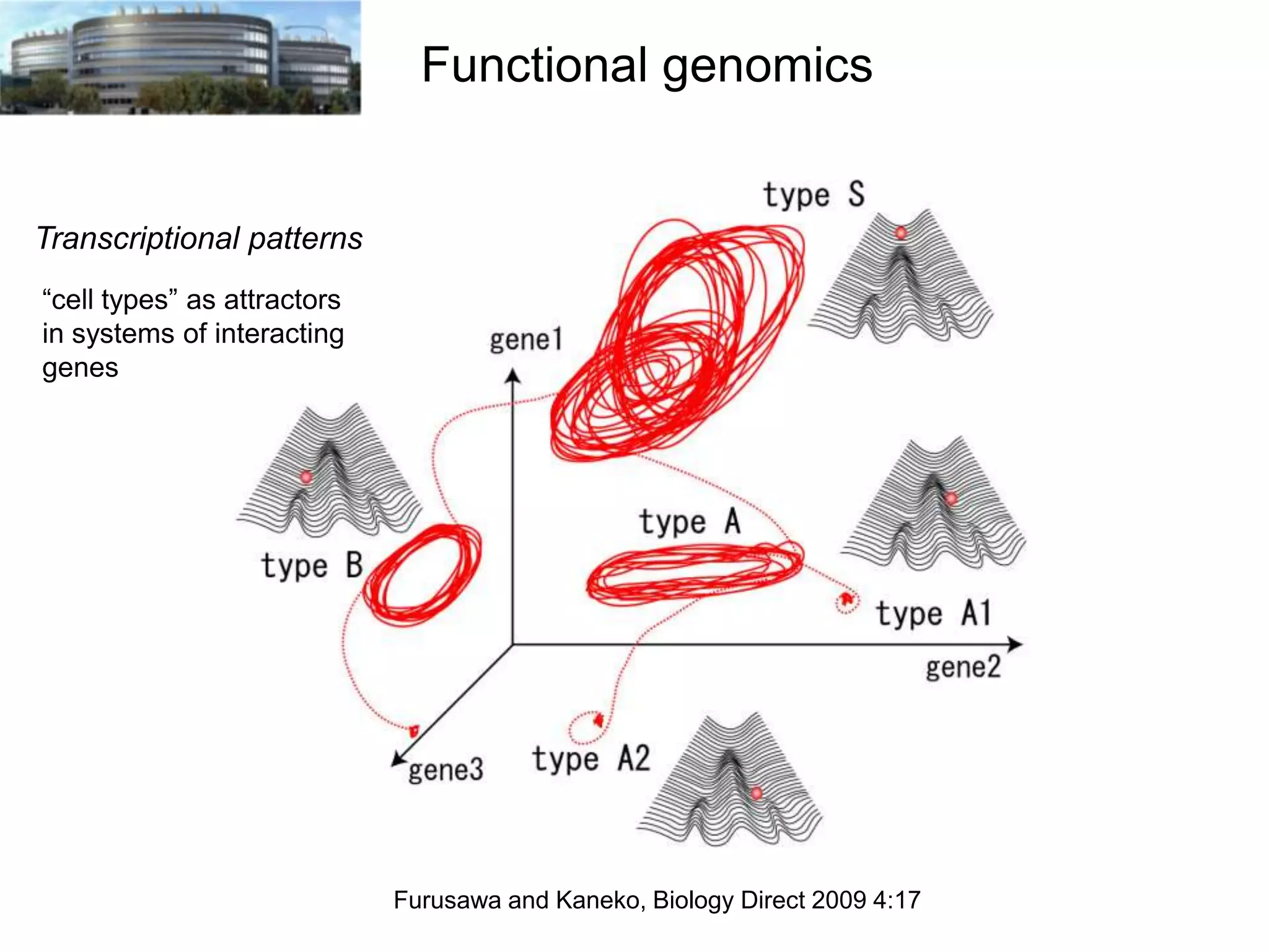 Functional genomics

Transcriptional patterns
“cell types” as attractors
in systems of interacting
genes

Furusawa and Kaneko, Biology Direct 2009 4:17

 