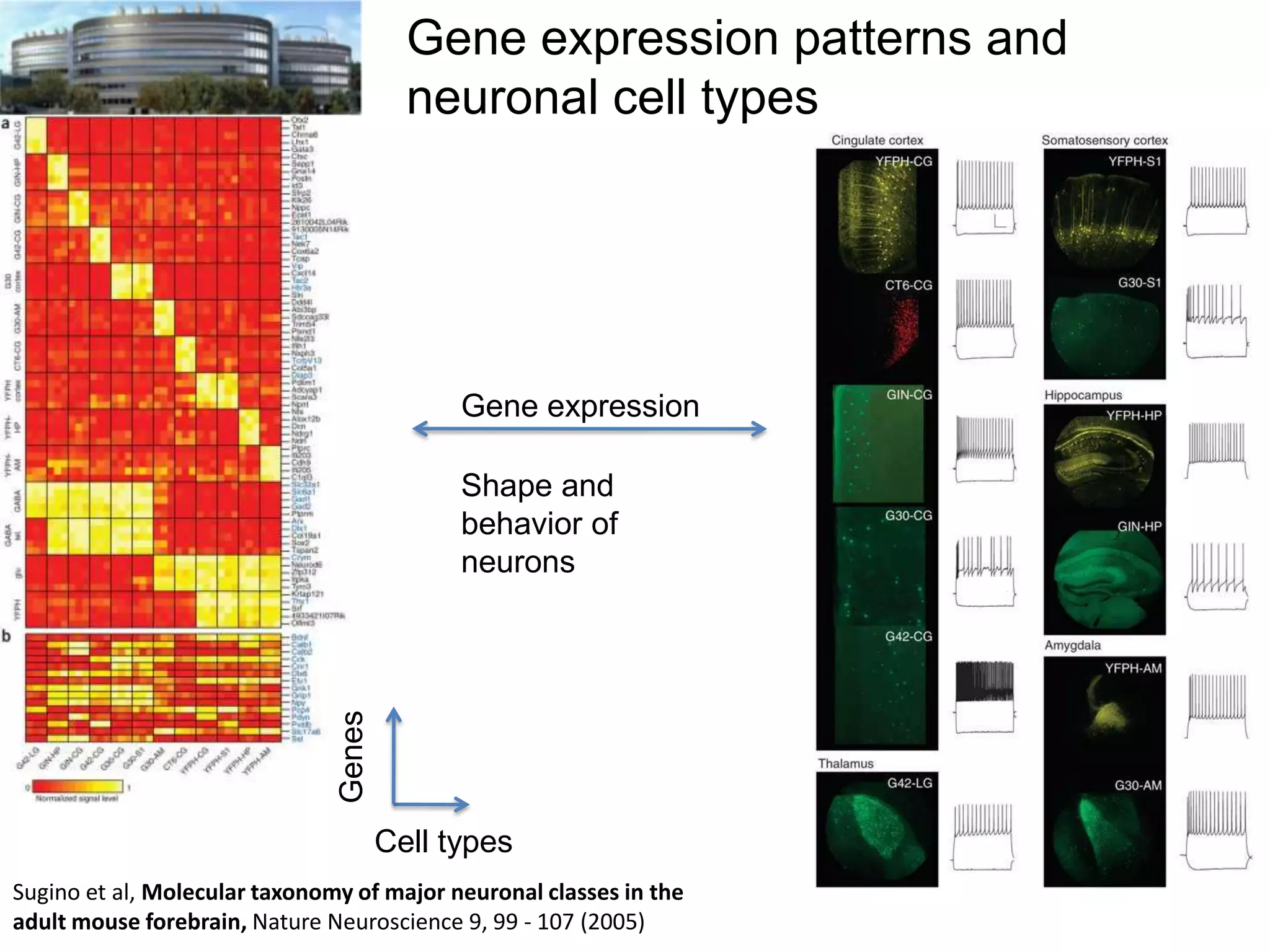 Gene expression patterns and
neuronal cell types

Gene expression

Genes

Shape and
behavior of
neurons

Cell types
Sugino et al, Molecular taxonomy of major neuronal classes in the
adult mouse forebrain, Nature Neuroscience 9, 99 - 107 (2005)

 