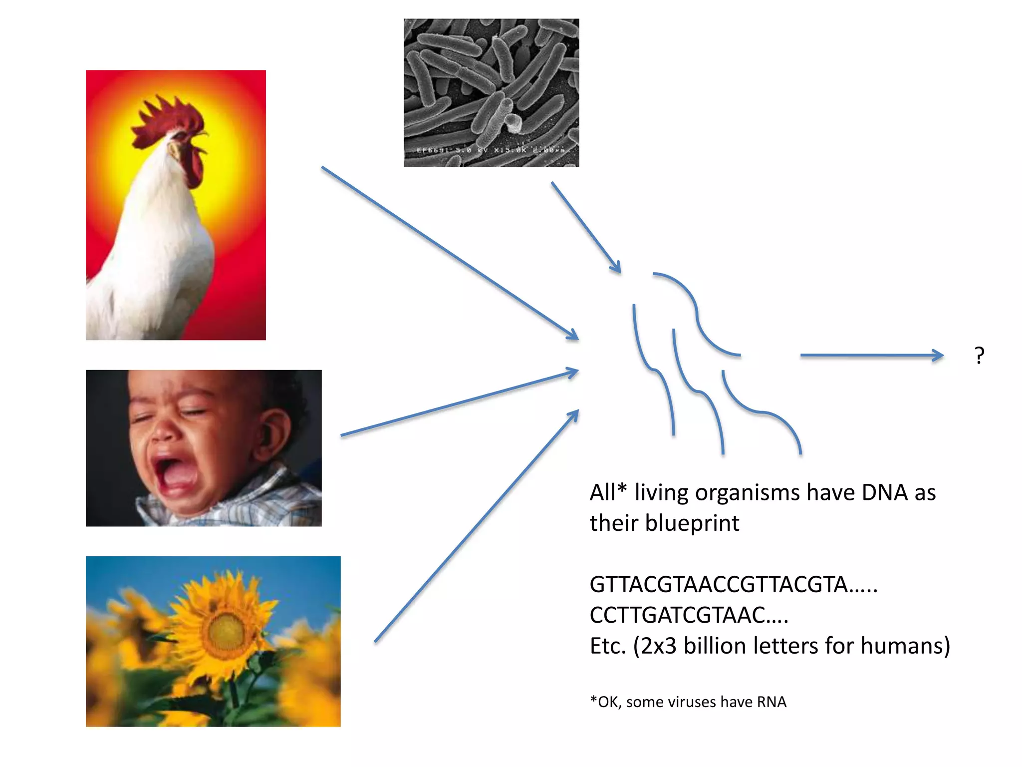 ?

All* living organisms have DNA as
their blueprint
GTTACGTAACCGTTACGTA…..
CCTTGATCGTAAC….
Etc. (2x3 billion letters for humans)
*OK, some viruses have RNA

 