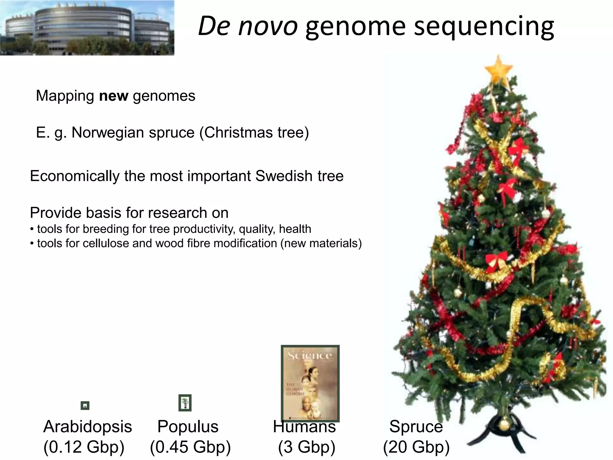De novo genome sequencing
Mapping new genomes
E. g. Norwegian spruce (Christmas tree)
Economically the most important Swedish tree
Provide basis for research on

Conifers
(20 Gbp)

• tools for breeding for tree productivity, quality, health
• tools for cellulose and wood fibre modification (new materials)

Arabidopsis
(0.12 Gbp)

Populus
(0.45 Gbp)

Humans
(3 Gbp)

Spruce
(20 Gbp)

 