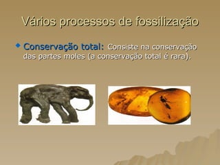 Vários processos de fossilização Conservação total:   Consiste na conservação das partes moles (a conservação total é rara). 