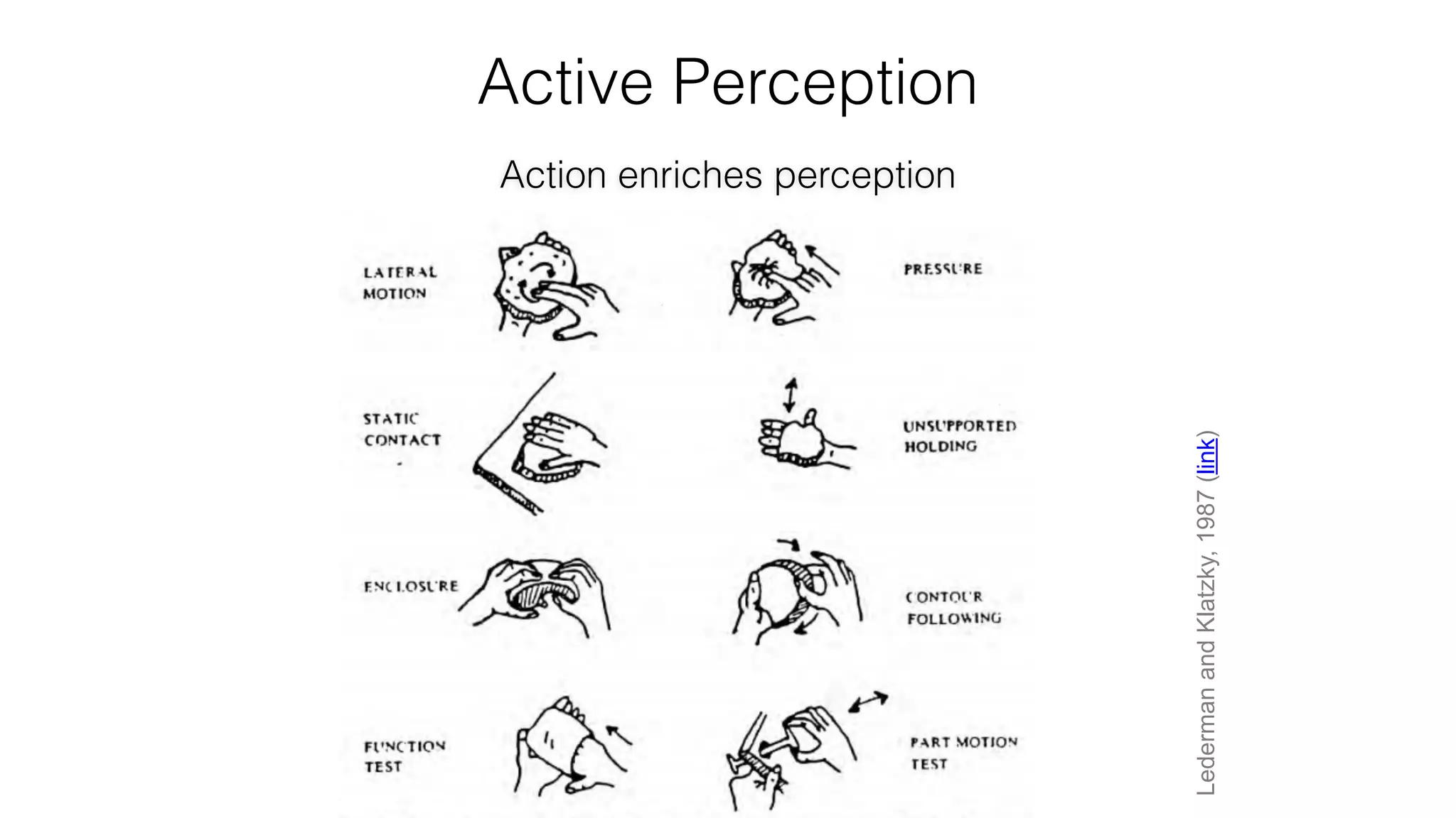 LedermanandKlatzky,1987(link)
Active Perception
Action enriches perception
 