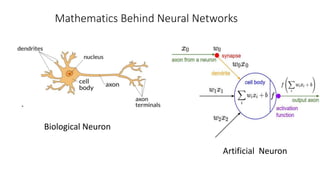 Mathematics Behind Neural Networks
Biological Neuron
Artificial Neuron
 