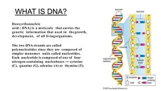 WHAT IS DNA?
Deoxyribonucleic
acid ( DNA) is a molecule that carries the
genetic information that used in thegrowth,
development, of all livingorganisms.
The two DNA strands are called
polynucleotides since they are composed of
simpler monomer units called nucleotides.
Each nucleotide is composed of one of four
nitrogen-containing nucleobases — cytosine
(C), guanine (G), adenine (A) or thymine (T).
 