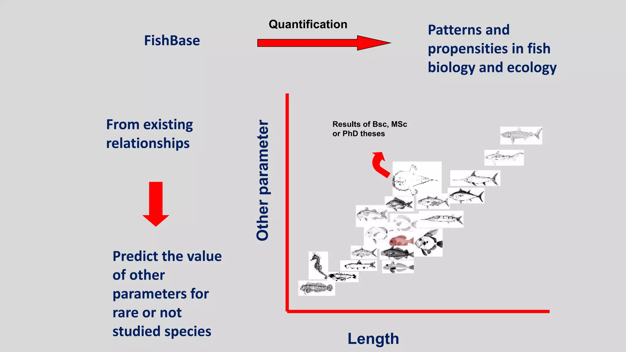 Predict the value
of other
parameters for
rare or not
studied species
Length
From existing
relationships
Otherparameter
FishBase
Patterns and
propensities in fish
biology and ecology
Quantification
Results of Bsc, MSc
or PhD theses