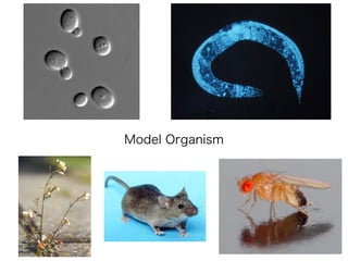 Model Organism
 