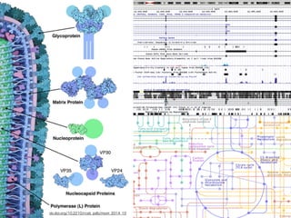 dx.doi.org/10.2210/rcsb_pdb/mom_2014_10
 