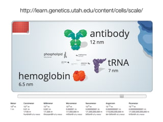 http://learn.genetics.utah.edu/content/cells/scale/
 