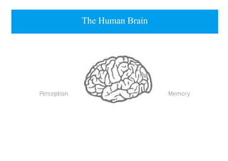The Human Brain
 