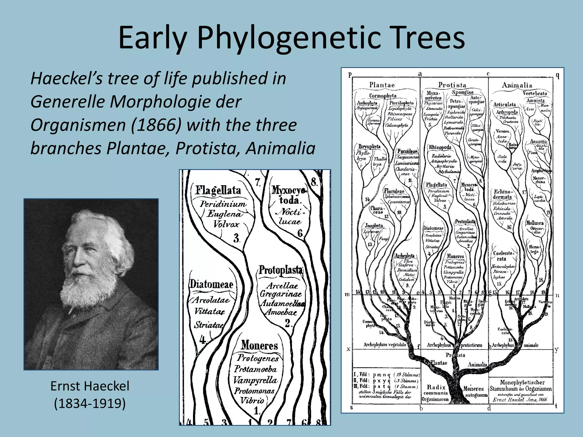 Haeckel’s tree of life published in
Generelle Morphologie der
Organismen (1866) with the three
branches Plantae, Protista, Animalia
Early Phylogenetic Trees
Ernst Haeckel
(1834-1919)
 