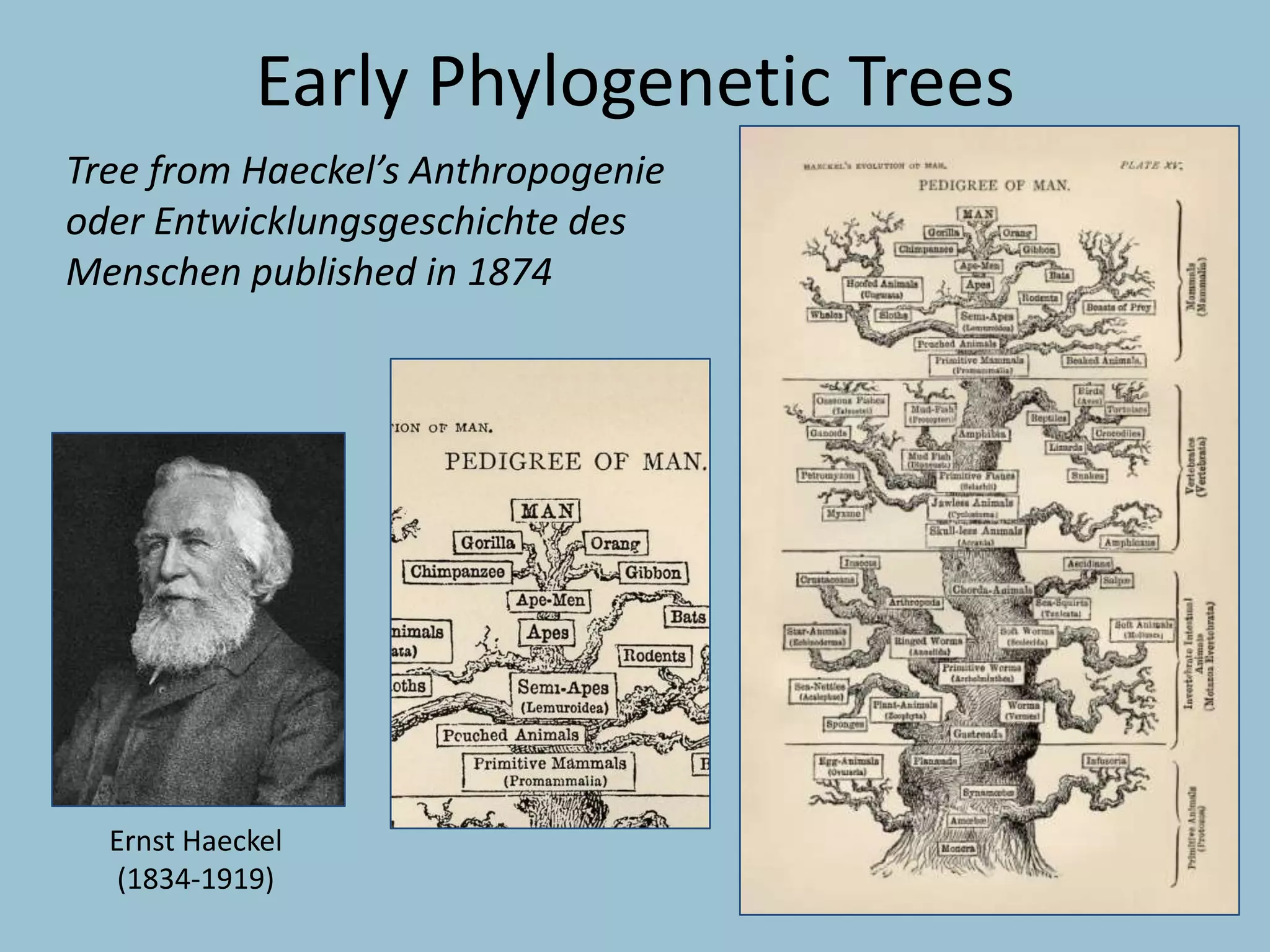 Tree from Haeckel’s Anthropogenie
oder Entwicklungsgeschichte des
Menschen published in 1874
Early Phylogenetic Trees
Ernst Haeckel
(1834-1919)
 