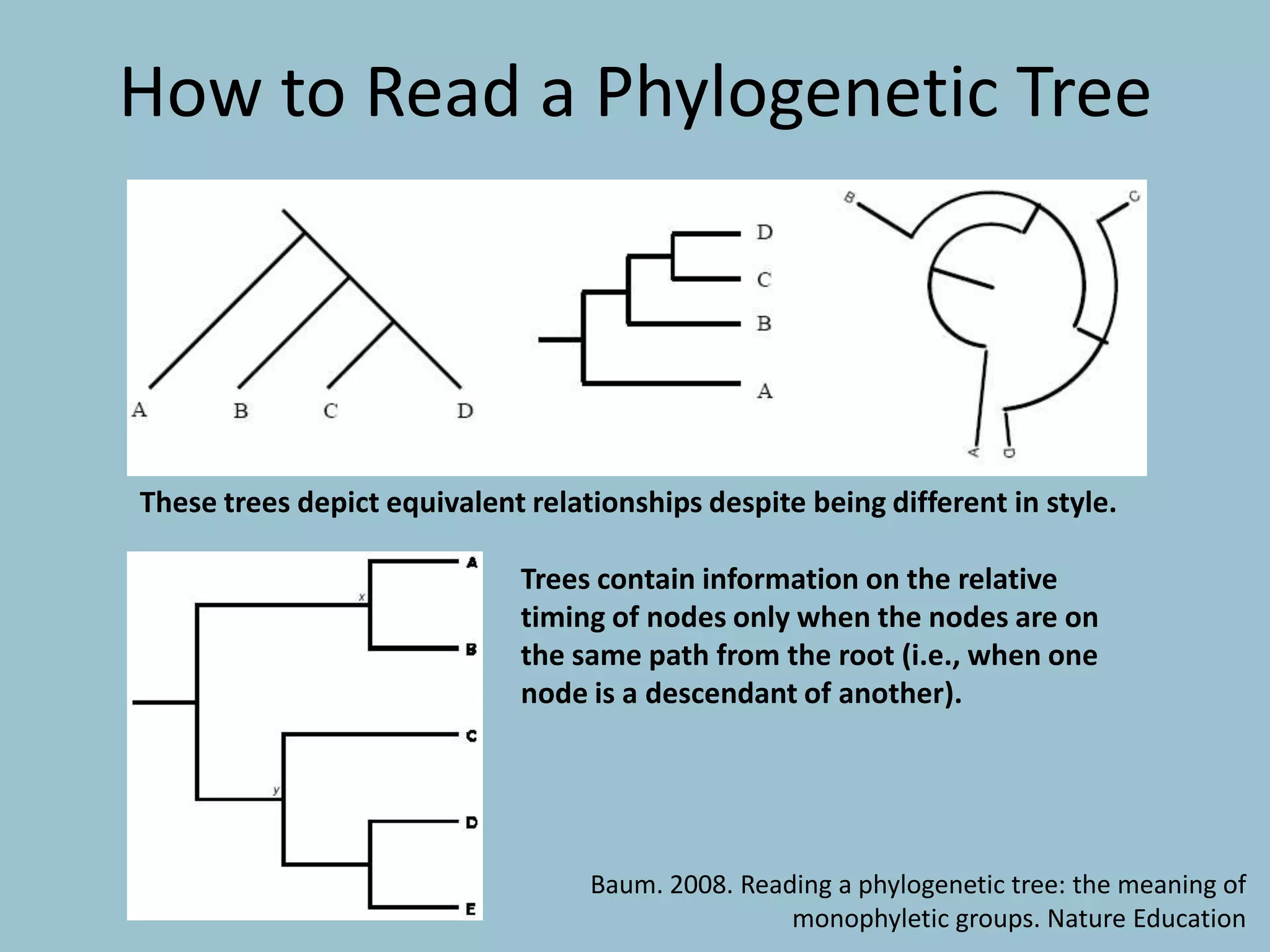 Trees contain information on the relative
timing of nodes only when the nodes are on
the same path from the root (i.e., when one
node is a descendant of another).
These trees depict equivalent relationships despite being different in style.
How to Read a Phylogenetic Tree
Baum. 2008. Reading a phylogenetic tree: the meaning of
monophyletic groups. Nature Education
 