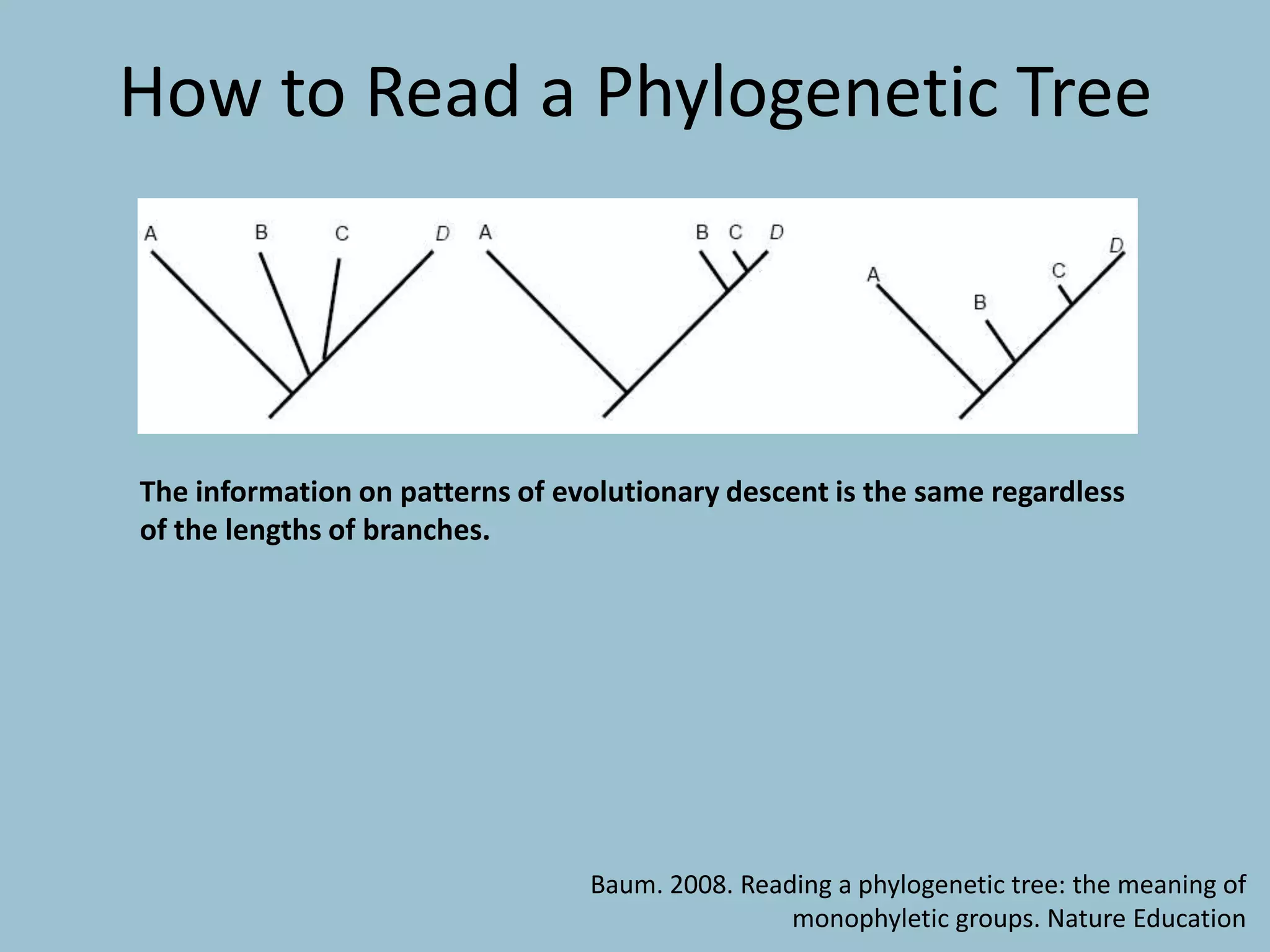 How to Read a Phylogenetic Tree
Baum. 2008. Reading a phylogenetic tree: the meaning of
monophyletic groups. Nature Education
The information on patterns of evolutionary descent is the same regardless
of the lengths of branches.
 