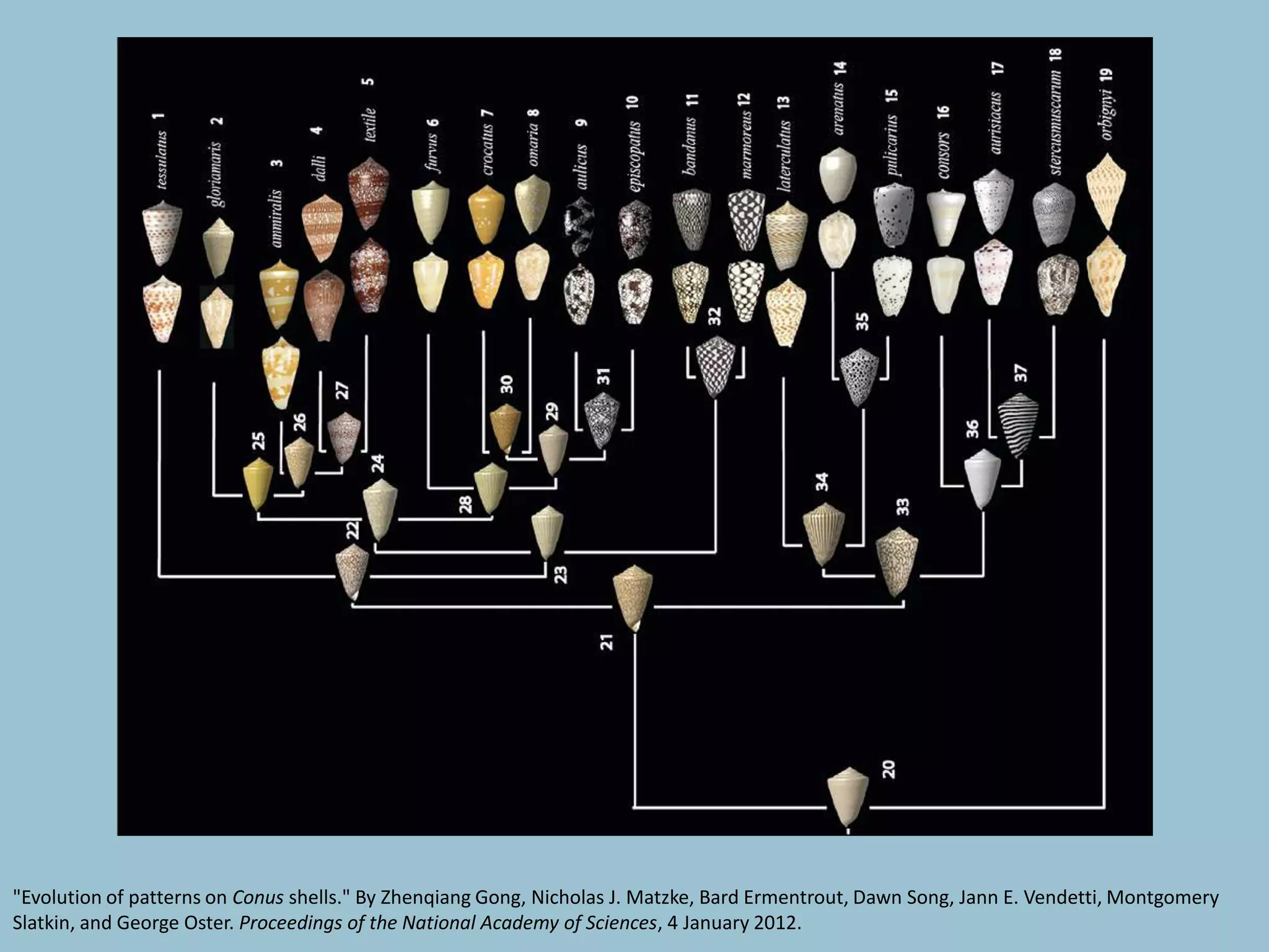 "Evolution of patterns on Conus shells." By Zhenqiang Gong, Nicholas J. Matzke, Bard Ermentrout, Dawn Song, Jann E. Vendetti, Montgomery
Slatkin, and George Oster. Proceedings of the National Academy of Sciences, 4 January 2012.
 