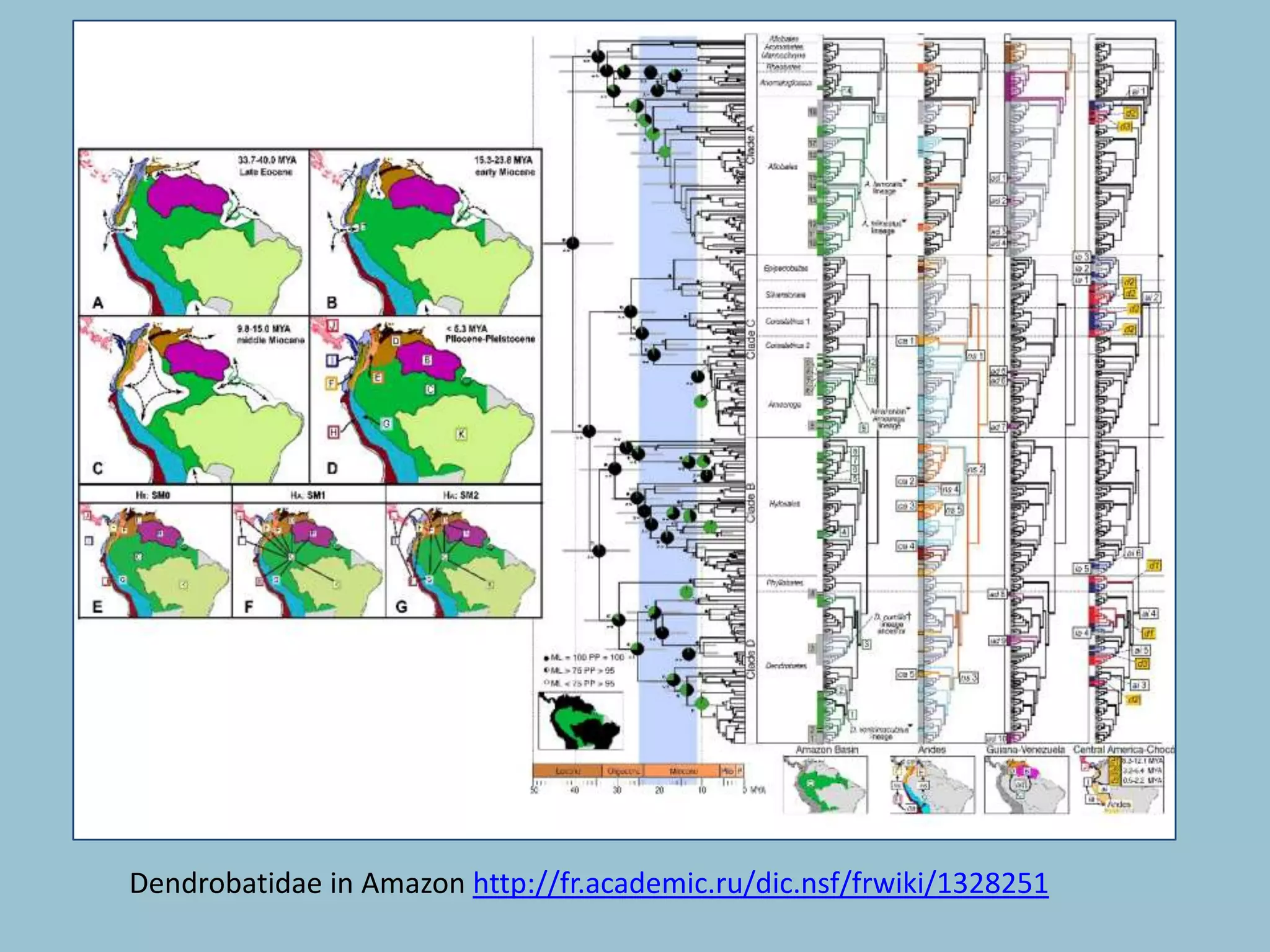 Dendrobatidae in Amazon http://fr.academic.ru/dic.nsf/frwiki/1328251
 