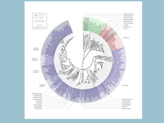 Visualizing Evolution | PPTX