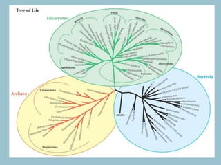 Visualizing Evolution | PPTX