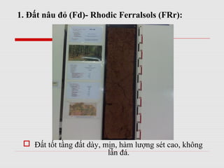 1. Đất nâu đỏ (Fd)- Rhodic Ferralsols (FRr):
 Đất tốt tầng đất dày, mịn, hàm lượng sét cao, không
lẫn đá.
 