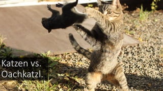 Katzen vs.
Oachkatzl.
 