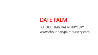 DATE PALM
CHOUDHARY PALM NUYSERY
www.choudharypalmnursery.com
 