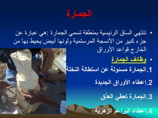 Date palm, Growing and Production زراعة وانتاج نخيل البلح | PDF
