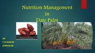 Nutrition Management
in
Date Palm
BY:
V H NAKUM
JAMNAGAR
 