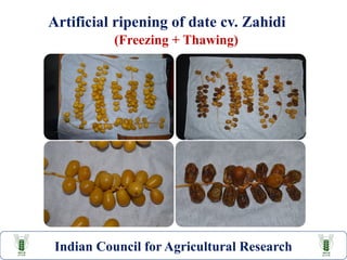 Datepalm Post harvest handling and processing | PPTX