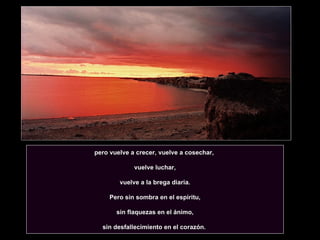 pero vuelve a crecer, vuelve a cosechar,  vuelve luchar, vuelve a la brega diaria. Pero sin sombra en el espíritu, sin flaquezas en el ánimo,  sin desfallecimiento en el corazón.  