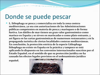 Donde se puede pescar L. lithophaga se pesca y comercializa en toda la zona costera mediterránea, ya sea con autorizaciones de las Administraciones públicas competentes en materia de pesca y marisqueo o de forma furtiva. Los dátiles de mar tienen un gran valor gastronómico como marisco en España y se sirven en mariscadas o como plato entrante, y así figura en las cartas gastronómicas de numerosos restaurantes y en la propaganda turística de ciertas localidades costeras mediterráneas. En conclusión, la protección estricta de la especie Lithophaga lithophaga no existe en España en la práctica y tampoco se está aplicando lo dispuesto en los convenios internacionales suscritos por el Estado Español, en el sentido de que su protección jurídica no ha causado los efectos legales previstos en el ordenamiento jurídico español.   