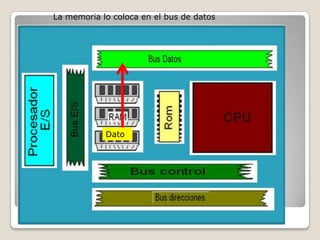 La memoria lo coloca en el bus de datos
Dato