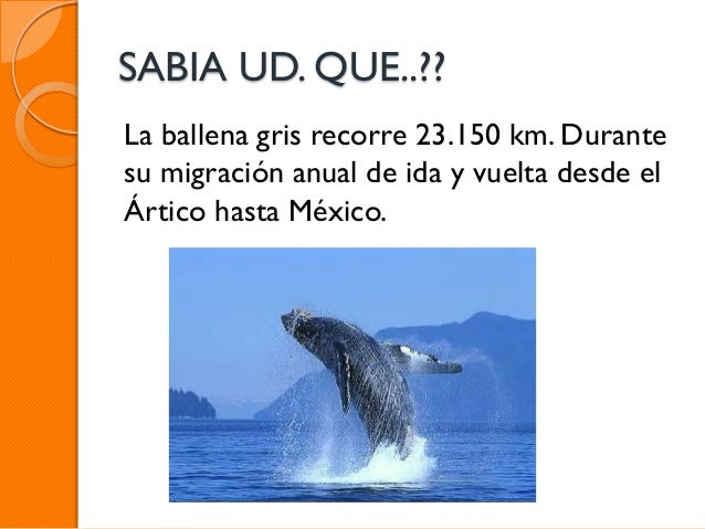 Datos curiosos de los animales (1)