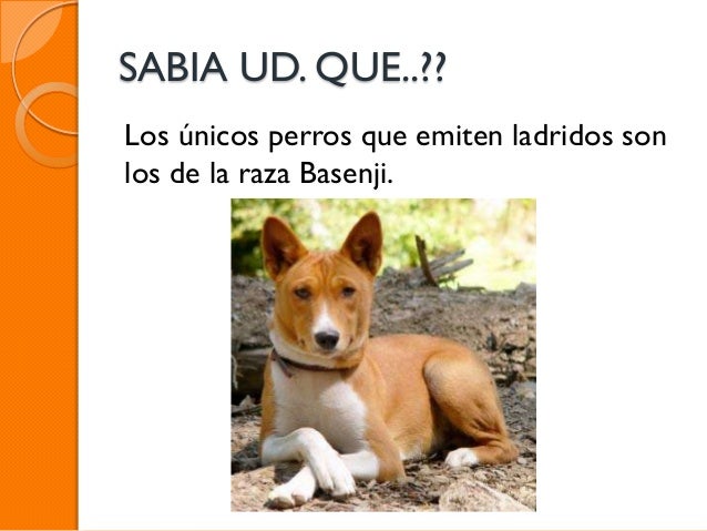 Datos curiosos de los animales (1)