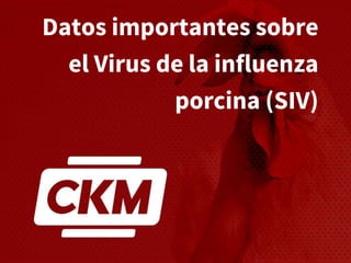 Datos importantes sobre
el Virus de la influenza
porcina (SIV)
 