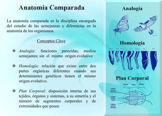 La anatomía comparada es la disciplina encargada
del estudio de las semejanzas y diferencias en la
anatomía de los organismos.
Conceptos Clave
 Analogía: funciones parecidas; medios
semejantes; sin el mismo origen evolutivo
 Homología: relación que existe entre dos
partes orgánicas diferentes cuando sus
determinantes genéticos tienen el mismo
origen evolutivo.
 Plan Corporal: disposición interna de sus
tejidos, órganos y sistemas, a su simetría y el
número de segmentos corporales y de
extremidades que posee.
 