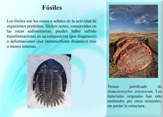 Tronco petrificado de
Araucarioxylon arizonicum. Los
materiales originales han sido
sustituidos por otros minerales,
sin perder la estructura.
Los fósiles son los restos o señales de la actividad de
organismos pretéritos. Dichos restos, conservados en
las rocas sedimentarias, pueden haber sufrido
transformaciones en su composición (por diagénesis)
o deformaciones (por metamorfismo dinámico) más
o menos intensas.
 