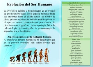 La evolución humana u hominización es el proceso
de evolución biológica de la especie humana desde
sus ancestros hasta el estado actual. El estudio de
dicho proceso requiere un análisis interdisciplinar en
el que se aúnen conocimientos procedentes de
ciencias como la genética, la antropología física, la
paleontología, la estratigrafía, la geocronología, la
arqueología y la lingüística.
Aspectos genéticos de la evolución humana
Al analizar el genoma humano se ha descubierto que
en su proceso evolutivo hay varios hechos que
destacar.
Antepasados de Homo sapiens
Anterior al género Homo
Primeros Homininos
Sahelanthropus tchadensis
Orrorin tugenensis
Ardipithecus kadabba
Ardipithecus ramidus
Australopithecus
Australopithecus anamensis
Australopithecus bahrelghazali
Australopithecus afarensis
Australopithecus africanus
Australopithecus garhi
Australopithecus sediba
Paranthropus
Paranthropus aethiopicus
Paranthropus boisei
Paranthropus robustus
Kenyanthropus
Kenyanthropus platyops
Género Homo
Homo habilis
Homo rudolfensis
Homo ergaster
Homo georgicus
Homo erectus
Homo cepranensis
Homo antecessor
Homo heidelbergensis
Homo neanderthalensis
Homo floresiensis
Homo rhodesiensis
Homo sapiens
Homo sapiens idaltu
Homo sapiens sapiens
 